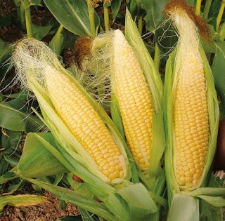 market corn for fresh corn salad